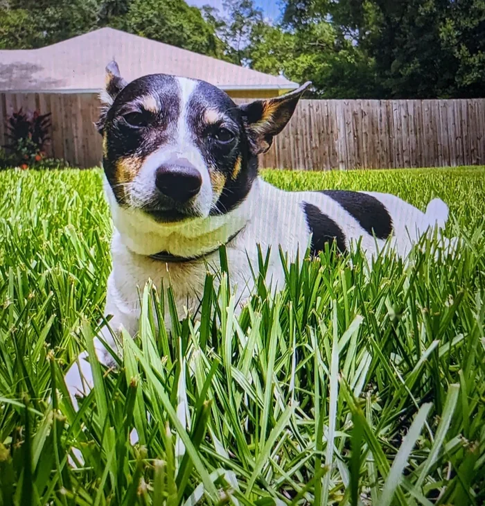 The real Capone, a Jack Russell lying in the grass